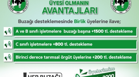 Birlik Üyesi Olan İşletmeler Buzağı Desteklemesinde İlave +1500 - +2000 Destekleme